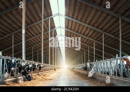 Mucche da latte in moderno stallone di bestiame da vacchetta. Foto Stock