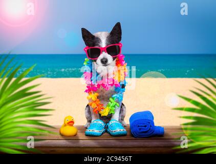 diva diva cane da coccolare con occhiali da sole in estate vacanze con cocktail o bevande presso il beach bar club Foto Stock
