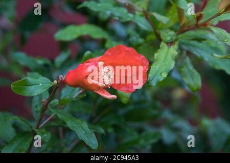 I melograni sono tra i frutti più salutari della Terra e questo è il modo in cui il fiore appare Foto Stock