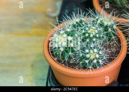 cactus in una pentola al chiuso visto da vicino in luce del giorno Foto Stock