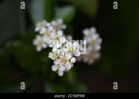 Fiori bianchi di biancospino in primo piano Foto Stock