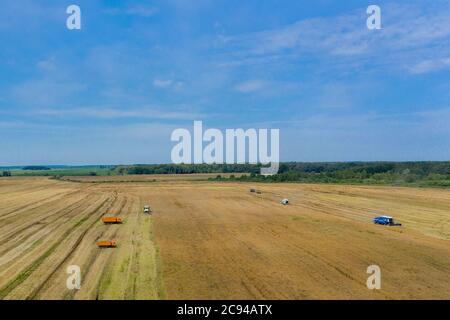Raccolta di grano in estate. Due trebbiatrici che lavorano sul campo. Mietitrebbia con macchina agricola che raccoglie grano maturo dorato sul campo Foto Stock