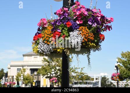 I cestini di fiori appesi ai lampioni fioriscono nel sole estivo a Victoria, British Columbia, Canada sull'isola di Vancouver. Foto Stock