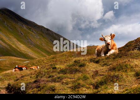 Le mucche riposano sotto il cielo torbido, nei campi che circondano il Bachalpsee, un lago sopra Grindelwald, nell'Oberland bernino delle Alpi svizzere Foto Stock