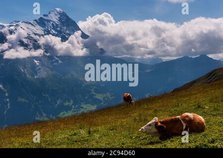 Le vacche svizzere riposano sotto lo spettacolare Eiger, vicino a Grindelwald, nell'Oberland bernino delle Alpi svizzere Foto Stock