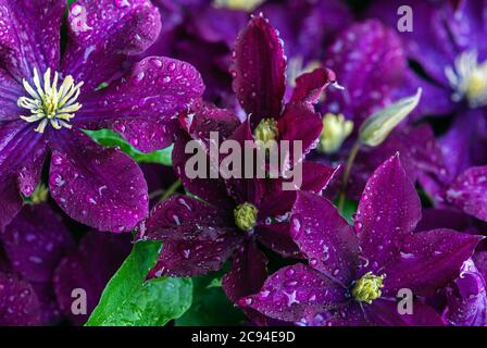 Fiori di clematis viola (Clematis viticella) in gocce d'acqua dopo la pioggia Foto Stock