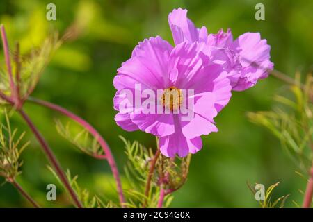 Un grande fiore di cosmo rosa con un centro giallo. Gli stami sono gialli. I petali sono cartacei e rosa con una superficie lucida e una fioritura simile a margherita Foto Stock