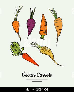 Isolato vettore vegetale di carota. Carota intera arancione, foglia verde. Ortaggi illustrazione disegnata a mano. Vegetariano alla moda Illustrazione Vettoriale