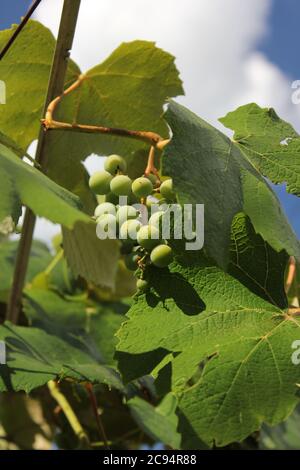 Perfetta uva da vino albanese fresca che cresce nel cortile. Foto Stock