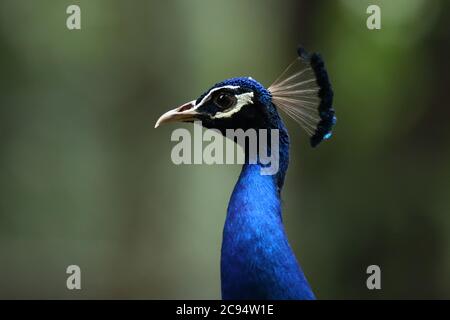 Dhaka, Bangladesh. 28 luglio 2020. Un pavone visto allo Zoo Nazionale del Bangladesh. Credit: SOPA Images Limited/Alamy Live News Foto Stock