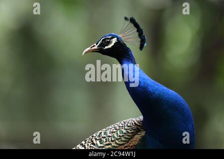 Dhaka, Bangladesh. 28 luglio 2020. Un pavone visto allo Zoo Nazionale del Bangladesh. Credit: SOPA Images Limited/Alamy Live News Foto Stock