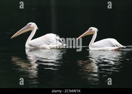 Dhaka, Bangladesh. 28 luglio 2020. Pellicani visti allo Zoo Nazionale del Bangladesh. Credit: SOPA Images Limited/Alamy Live News Foto Stock