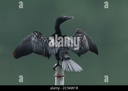 Dhaka, Bangladesh. 28 luglio 2020. Un pankauri visto al Bangladesh National Zoo. Credit: SOPA Images Limited/Alamy Live News Foto Stock