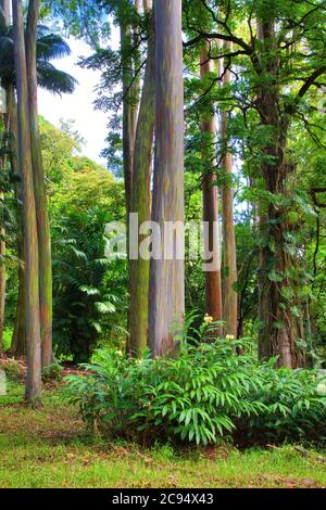 Boschetto di alberi di eucalipto arcobaleno unici e belli che crescono nella foresta pluviale lungo la strada per Hana su Maui. Foto Stock