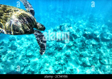 Immersioni con tartarughe verdi nelle acque blu dell'oceano delle Hawaii. Sfondo di mare turchese, fauna selvatica naturale Foto Stock