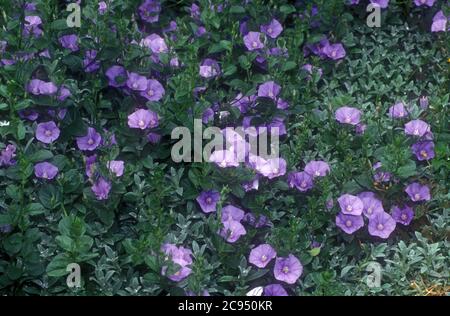 FIORI PORPORA MATTINA GLORIA (CONVOLVULUS) IN CRESCITA. Foto Stock