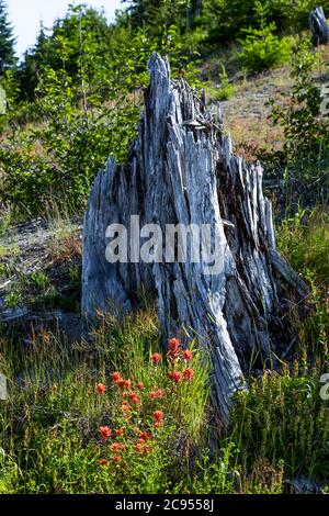 Schiuda dall'eruzione con i fiori selvatici di Paintbrush Indiani nel Mount St. Helens National Volcanic Monument nella Gifford Pinchot National Forest, Washingt Foto Stock