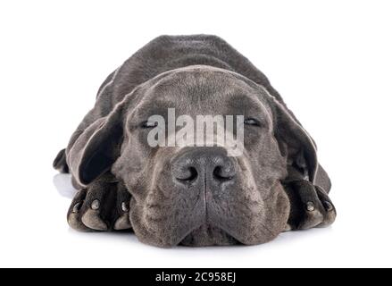 Cucciolo di alano di fronte a uno sfondo bianco Foto Stock