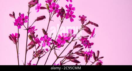 Tabebuia rosea fiori rosa su sfondo rosa, fuoco selettivo, spazio copia, piccoli fiori rosa Foto Stock