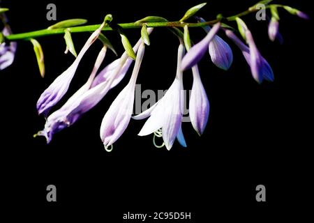 Eleganti fiori di bluebell isolati su sfondo nero. Fiori estivi freschi che crescono in giardino Foto Stock