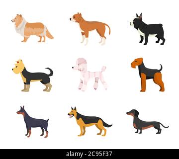 Diverse razze di cani flat vettore illustrazioni set Illustrazione Vettoriale