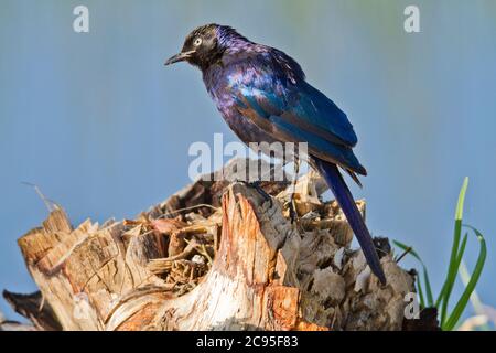 Ruppell's Glossy-Starling (Lamprotornis purpurpurpuroptera). La stella di Rüppell (Lamprotornis purpurpurpuroptera), conosciuta anche come la stella lucida di Rueppell o Rue Foto Stock