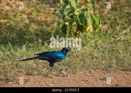 Ruppell's Glossy-Starling (Lamprotornis purpurpurpuroptera). La stella di Rüppell (Lamprotornis purpurpurpuroptera), conosciuta anche come la stella lucida di Rueppell o Rue Foto Stock