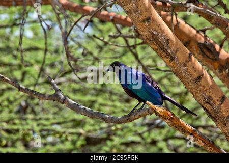 Ruppell's Glossy-Starling (Lamprotornis purpurpurpuroptera). La stella di Rüppell (Lamprotornis purpurpurpuroptera), conosciuta anche come la stella lucida di Rueppell o Rue Foto Stock