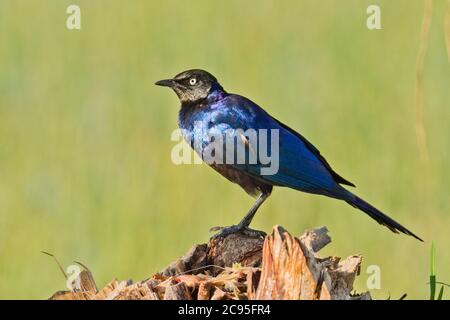 Ruppell's Glossy-Starling (Lamprotornis purpurpurpuroptera). La stella di Rüppell (Lamprotornis purpurpurpuroptera), conosciuta anche come la stella lucida di Rueppell o Rue Foto Stock