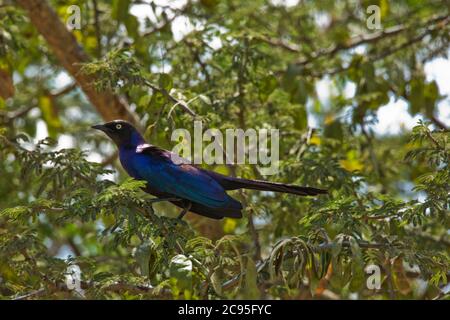 Ruppell's Glossy-Starling (Lamprotornis purpurpurpuroptera). La stella di Rüppell (Lamprotornis purpurpurpuroptera), conosciuta anche come la stella lucida di Rueppell o Rue Foto Stock