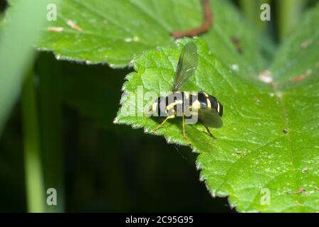 Xanthogramma pedissequum Foto Stock