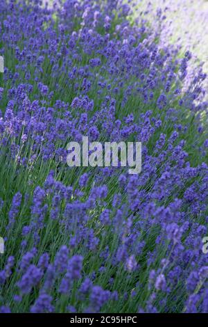 La lavanda cresce nei mesi estivi nel Regno Unito Foto Stock