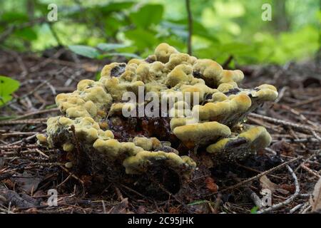 Fungo non commestibile Phaeolus schweinitzii nella foresta di conifere. Conosciuto come Dye Polyporo o Dyer's Mazegill. Fungo che cresce sui rami caduti. Foto Stock