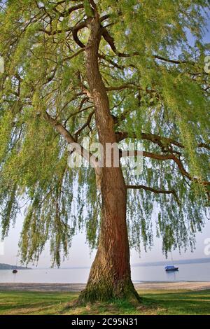 Geografia / viaggio, Germania, Baviera, Herrsching ad Ammersee (Lago Ammer), albero sul lago, diritti aggiuntivi-clearance-Info-non-disponibile Foto Stock