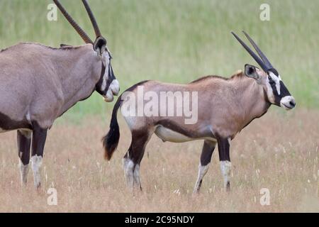 Gemsboks (Oryx gazella), madre con giovane orice maschile, in piedi in erba alta, Kgalagadi Tranfrontiera Park, Capo del Nord, Sud Africa, Africa Foto Stock