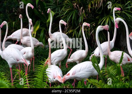 il bellissimo gregge di fenicotteri è in piedi e rilassante nella natura selvaggia al parco nazionale, grande uccello rosa fenicottero maggiore. Gomma fenicottero. Animale e. Foto Stock