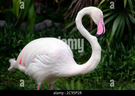 bellissimo fenicottero in piedi e rilassante nella natura selvaggia al parco nazionale, grande uccello rosa fenicottero maggiore. Gomma fenicottero. Concep animale e natura Foto Stock