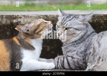 cute e bella calico femmina gatto baciare maschio americano shorthair gatto a terra sulla strada della città. amore e momenti romantici. pet e animale città l Foto Stock