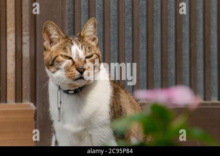 domestico giovane maschio gatto giapponese tabby è seduto alla casa della porta d'ingresso e in arrabbiato dopo che i viaggiatori cercano di scattare una foto. animale, animale domestico e viaggio Foto Stock