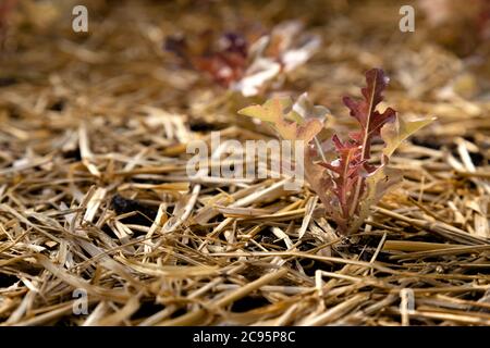 fresco giovane lattuga rossa giovane crescita vegetale sulla pianta del letto di semina presso l'azienda agricola biologica con luce solare calda al mattino. agricoltura biologica e. Foto Stock