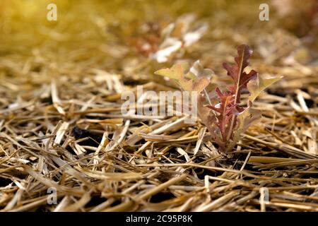 fresco giovane lattuga rossa giovane crescita vegetale sulla pianta del letto di semina presso l'azienda agricola biologica con luce solare calda al mattino. agricoltura biologica e. Foto Stock