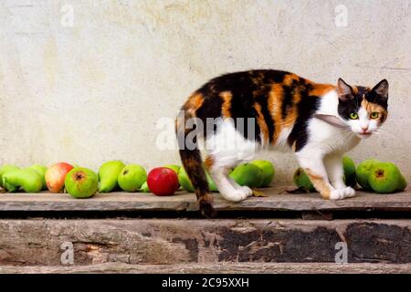 curioso calico gatto che cammina all'esterno con piume in bocca. predator nel giardino d'autunno. composizione di frutta sullo sfondo. concetto di ringraziamento Foto Stock