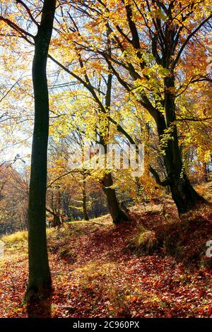 foresta in autunno fogliame. splendido sfondo naturale in una giornata di sole autunno. paesaggio colorato nelle faggete Foto Stock