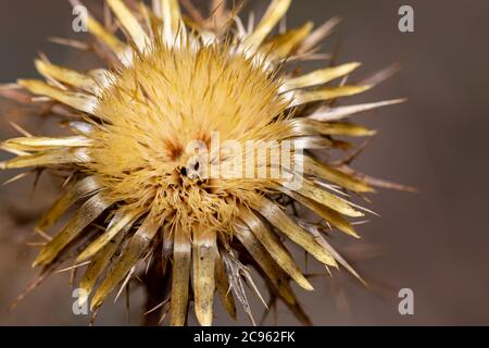 un'immagine ravvicinata di un fiore di cardo pronto a spalmare i suoi semi Foto Stock