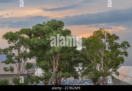 Grandi alberi nel giardino sul tetto con lo sfondo di cielo blu in una grande città. Area di riposo. Nessuna messa a fuoco, in particolare. Foto Stock