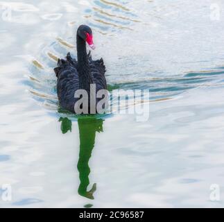 Black Swan (Cygnus atratus) Foto Stock