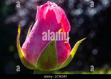 Pokrent, Germania. 23 luglio 2020. Il germoglio di una rosa può essere visto contro la luce. Credit: Jens Büttner/dpa-Zentralbild/ZB/dpa/Alamy Live News Foto Stock