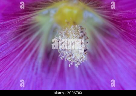 Pokrent, Germania. 23 luglio 2020. Il pistil di un hollyhock con polline. Credit: Jens Büttner/dpa-Zentralbild/ZB/dpa/Alamy Live News Foto Stock