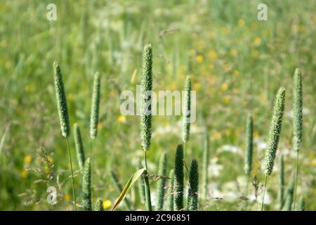 Prato verde estivo con punte di erba perenne phleum pratense in primo piano Foto Stock