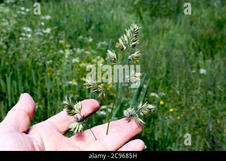 Punte soffici di erba prato perenne fleum pretese e mano umana che la tiene Foto Stock